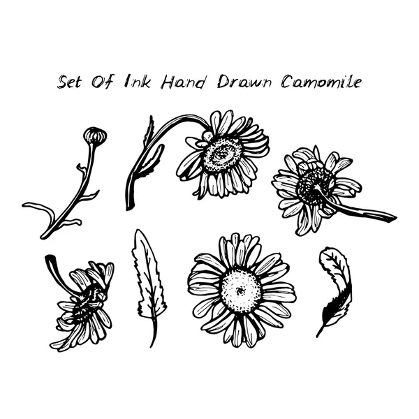 Drawing black ink - daisies set of flowers leaves branches on white background. Vector — Stock Vector