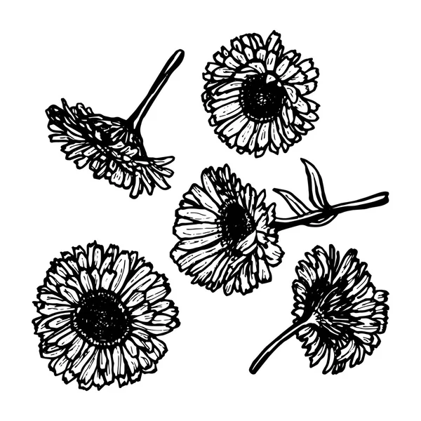 Calendula flowers, sketch, black contour on white background. Vector — Stock Vector