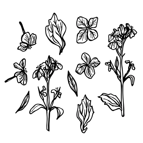 Radish flowers, sketch, black contour on white background. Vector — Stock Vector