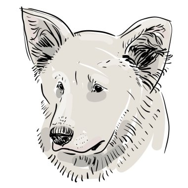 baş, köpek ağızlık. Shepherd. Kroki çizimi. beyaz zemin üzerine siyah kontur. vektör
