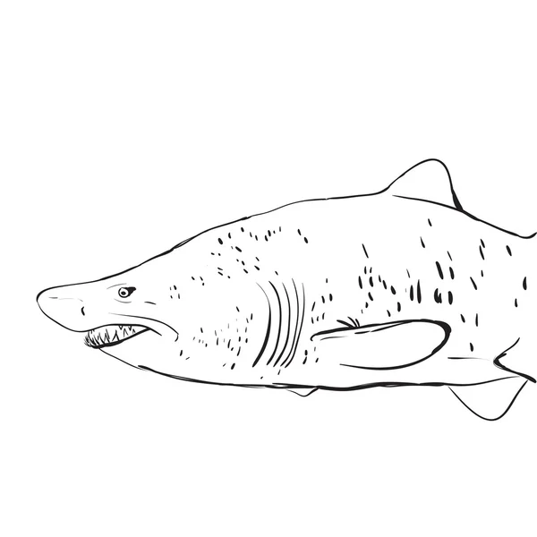 Great White Shark Underwater. Sketch. Black contour on a white b — Stock Vector