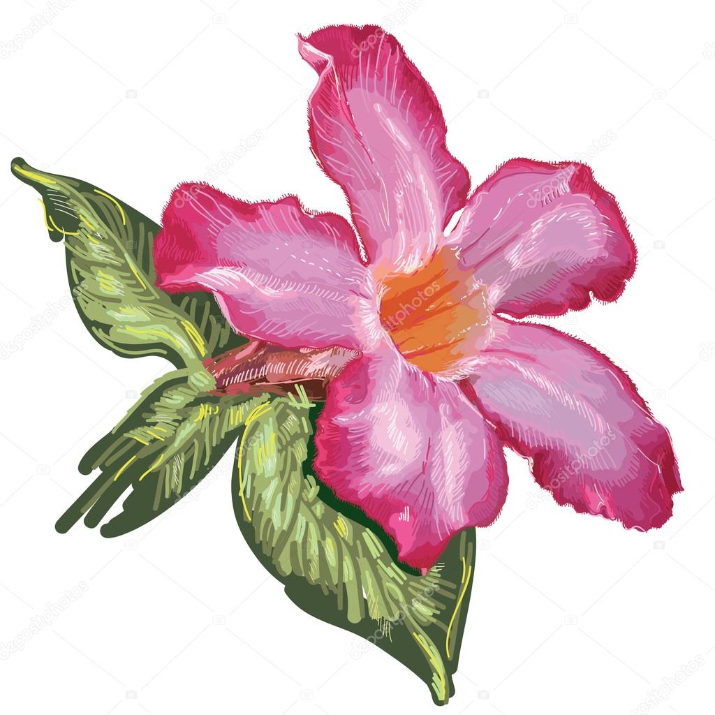 Desert Rose flower and leaves. Sketch on a white background. vector