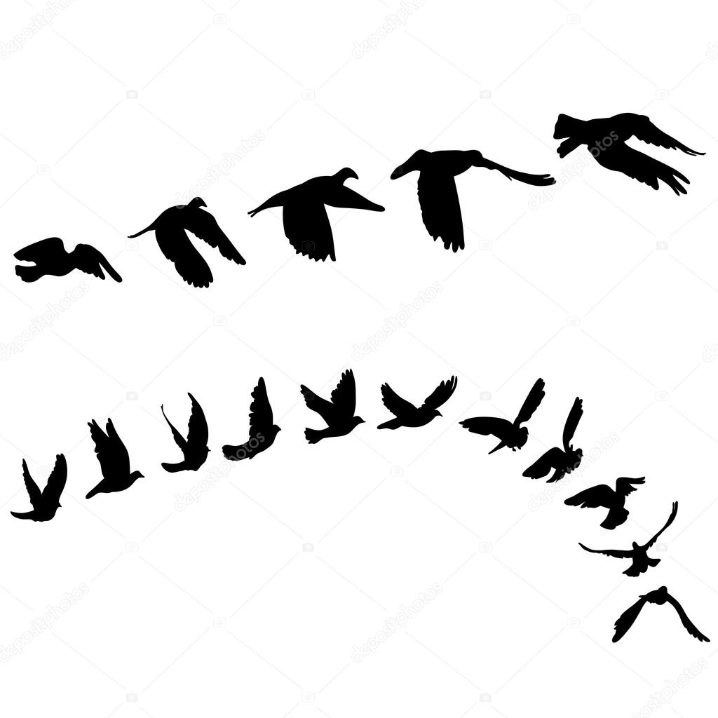 Doves and pigeons set for peace concept and wedding design. Flying dove sketch set. Vector