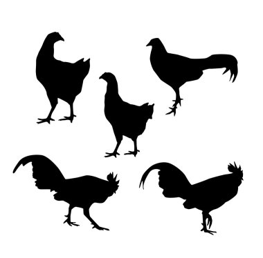 Tavuk ve beyaz arka plan üzerinde siyah horoz siluet. vektör