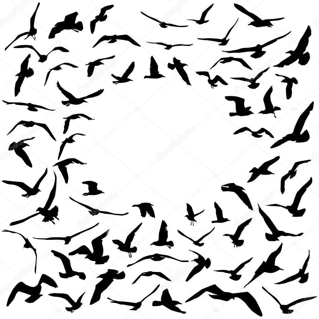 Seagulls black silhouette on white background. Card design. Vector