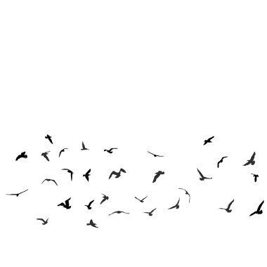 Birds, gulls, black silhouette on white background. Vector