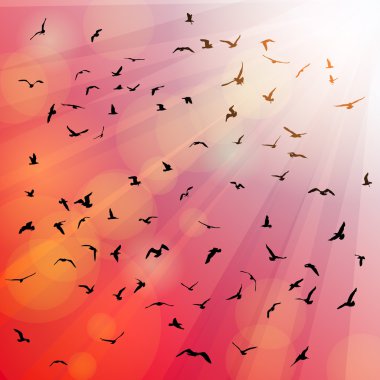 Birds, seagulls silhouette in the rays on pink background, sunset, dawn. Vector