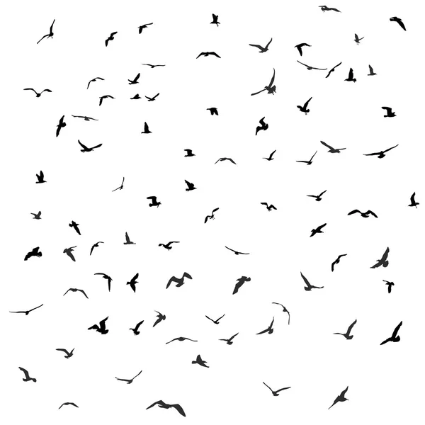 Oiseaux, goélands, silhouette noire sur fond blanc. Vecteur — Image vectorielle