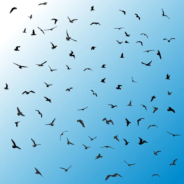 Pájaros, gaviotas, silueta negra sobre fondo azul. Vector — Vector de stock