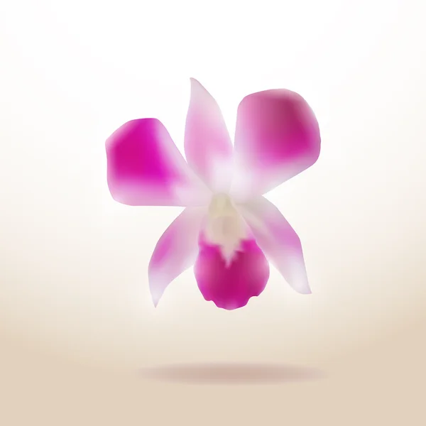 Hermosa orquídea aislada sobre fondo blanco. Vector — Vector de stock