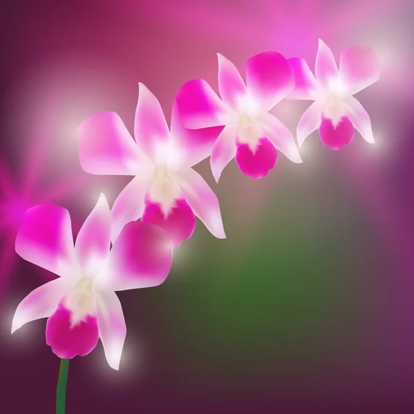 Beautiful Orchids on blurred dark background. Vector — Stok Vektör