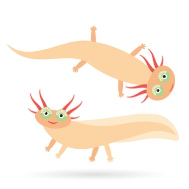 Cute orange Axolotl Cartoon character (Mexican salamander, Ambystoma mexicanum) albino aquarium animal on white background. Vector