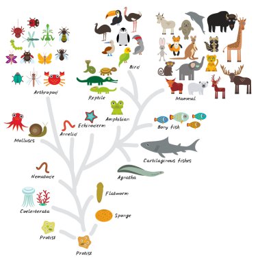 Evolution in biology, scheme evolution of animals isolated on white background. children's education, science. Evolution scale from unicellular organism to mammals. Vector clipart