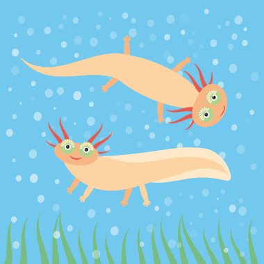 Cute orange Axolotl Cartoon character on blue background in the aquarium (Mexican salamander, Ambystoma mexicanum) albino aquarium animal. Vector