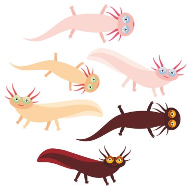 Cute orange pink brown Axolotl Cartoon character (Mexican salamander, Ambystoma mexicanum) aquarium animal on white background. Vector
