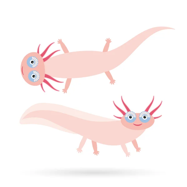 Drăguț roz Axolotl personaj de desene animate (salamandră mexicană, ambystoma mexicanum) animal de acvariu albino pe fundal alb. Vector — Vector de stoc