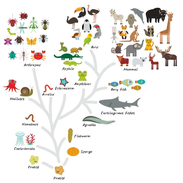 Evolução na biologia, evolução do esquema de animais isolados em fundo branco. educação das crianças, ciência. Escala de evolução de organismo unicelular para mamíferos. Vetor Ilustrações De Stock Royalty-Free