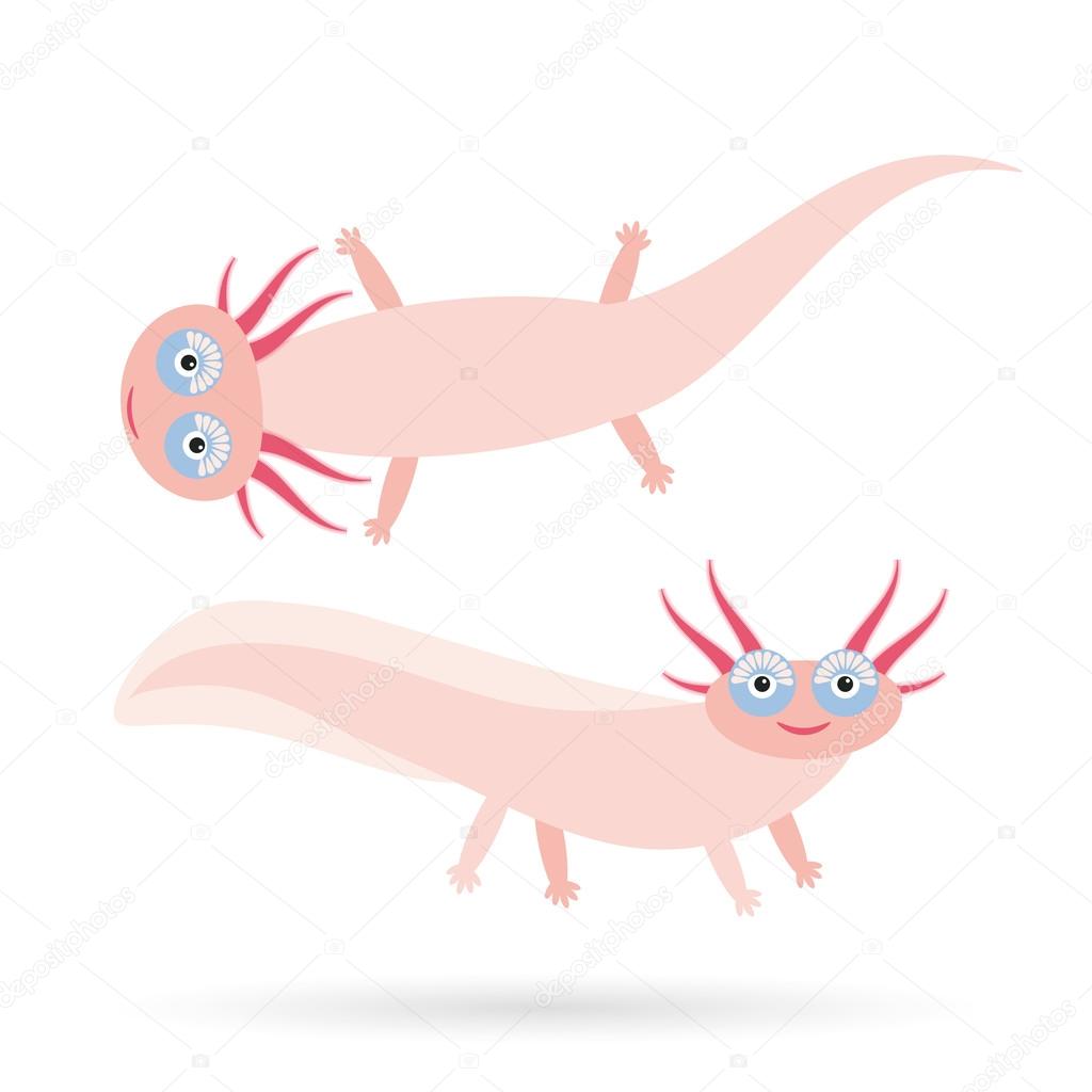 Cute Pink Salamander Cute Pink Axolotl Cartoon Character Mexican Salamander Ambystoma Mexicanum Albino Aquarium Animal On White Background Vector Stock Vector C Ekaterina P