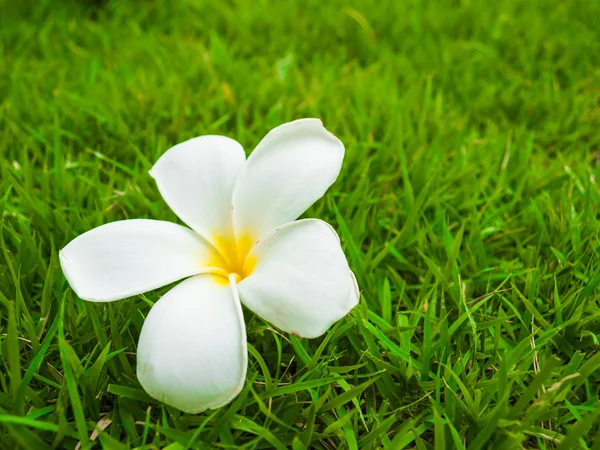 Flower on grass background Stock Picture