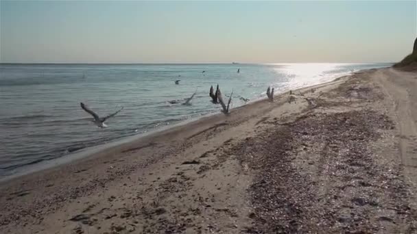 Martı sürüsünün sinematik çekimi deniz kıyısında süzülür ve yavaş çekimde kanatlarını çırparlar. — Stok video