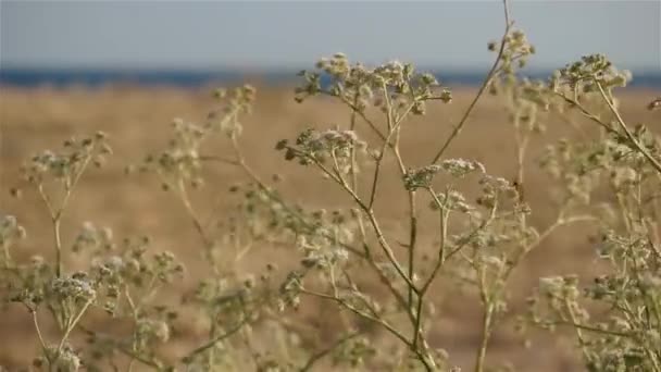 Kumbang kecil duduk di rumput kering melambaikan tangan pada angin — Stok Video