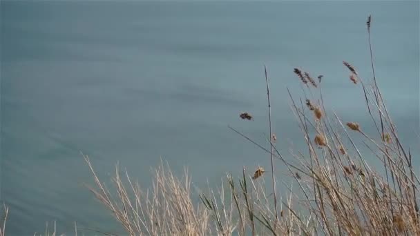 風になびく背景に青い海の水で乾燥した黄色の草 — ストック動画