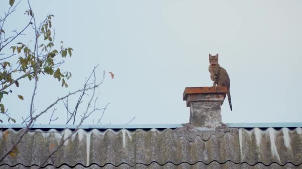 Il gatto si siede su camino di tetto di casa e guarda indietro a sfondo di cielo di autunno di sera in villaggio — Video Stock