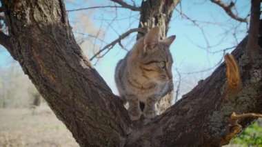 Çizgili kedi ağaç gövdesinde bir yerde oturuyor ve etrafına bakıyor ve pençelerini dal üzerinde keskinleştiriyor.