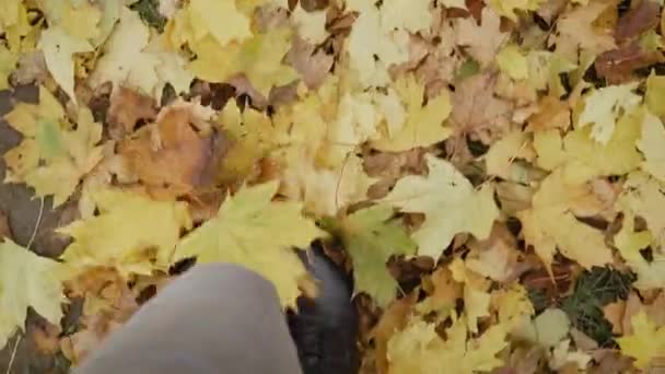 Picioarele fetei în pantofi din piele aruncă frunze uscate galbene căzute toamna — Videoclip de stoc