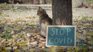 Çizgili kedi ve kedi yazılı tabelanın yanında oturuyor. Dünyada insanlar olmadan Covid 'i durdurun.