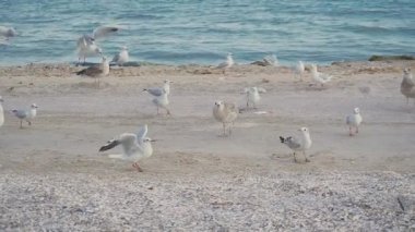 Deniz martıları ağızlarını açar ve deniz kıyısında ekmek kırıntıları için ağır çekimde savaşırlar.