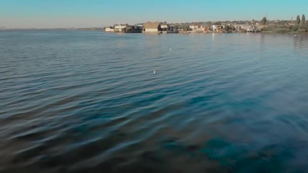 Білий мартин плаває на воді, а потім починає літати, блукаючи крилами біля берега з будинками та будівлями — стокове відео