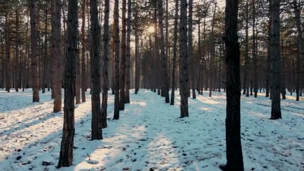 İnsansız hava aracı kış ormanlarında uçuyor. Ağaçların arasında yerde kar var ve güneş dallarda parıldıyor. — Stok video