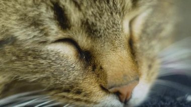Kedinin kestirirken makro görüntüsü. Evcil hayvan uykusu
