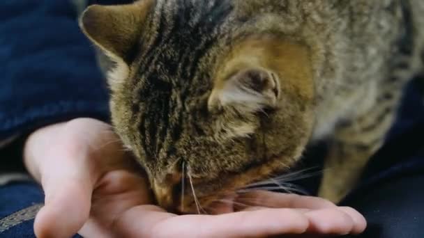 ジンジャータビー猫のスニッフと男の手をクリック — ストック動画