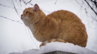 Uykulu kızıl, karizmatik kedi karlı çitlerden iniyor.