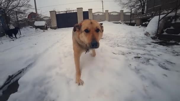 Zvědavý yard dog běh na sněhu a honit pohybující se v zimě ve vesnici — Stock video