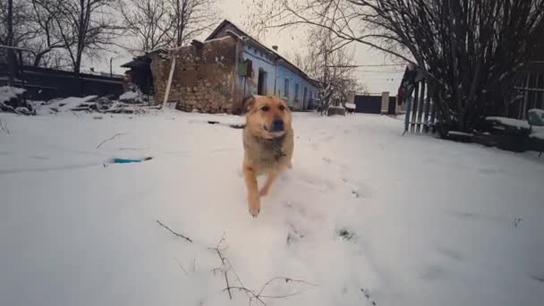 Zpomalit pohyb zvědavý yard dog běh na sněhu a pokusit se olizovat osobu s jazykem v zimě ve vesnici — Stock video