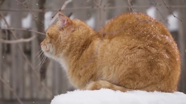 Beau gingembre charismatique chat assis sur la clôture sous la neige tombante en hiver — Video