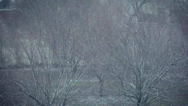 Tormenta de nieve y viento en huerto de jardín con árboles sin hojas en invierno en estación helada — Vídeo de stock