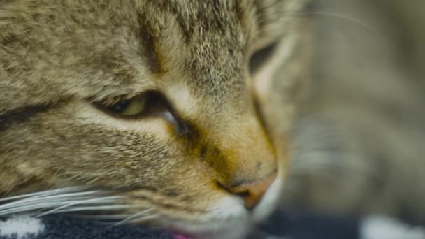 Macro shot di occhi di gatto verde che si aprono e si guardano intorno focalizzando la pupilla a diversa distanza — Video Stock