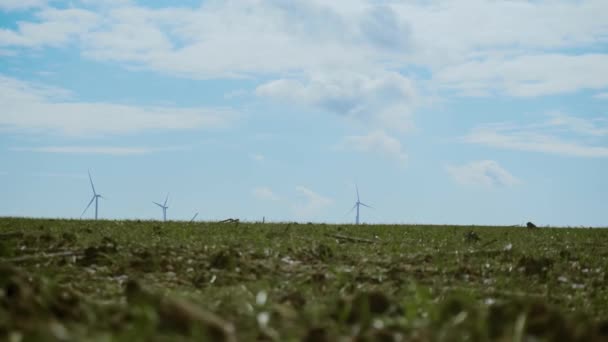 Hodowla żyta lub pszenicy w sezonie zimowym na tle turbin wiatrowych do produkcji ekologicznej energii elektrycznej — Wideo stockowe