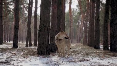 Tasmalı yalnız çoban köpeği ormanda çam ağacına bağlanmış ve sahibini bekliyor.