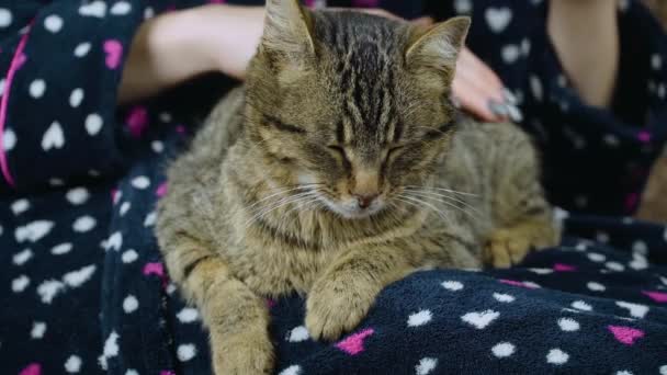 Femme coups de gingembre chat avec moustache blanche couché sur ses mains — Video