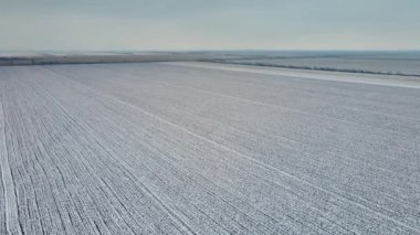 Kışın yoğun bulutların altında buğday tarlasında uçan hava sineması klipsi.