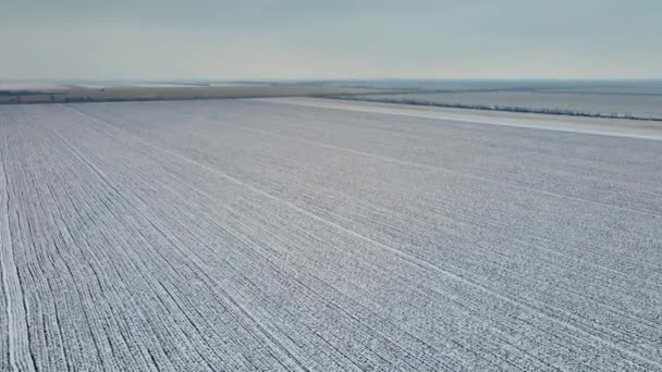 Воздушный кинематографический клип, летящий над пшеничным полем в зимний снег под тяжелыми облаками — стоковое видео