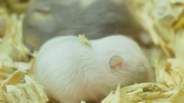 Close-up macro uitzicht van kleine huiselijke hamsters kids wit en bruin — Stockvideo