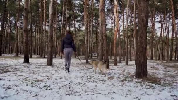 Счастливая молодая женщина гуляет со своей милой пастушьей собакой в ошейнике на поводке на открытом воздухе в зимнем снежном сосновом лесу — стоковое видео