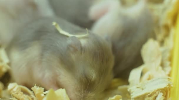 Vista macro de cerca de unos pequeños hámsters domésticos recién nacidos niños en guarida de serrín — Vídeo de stock