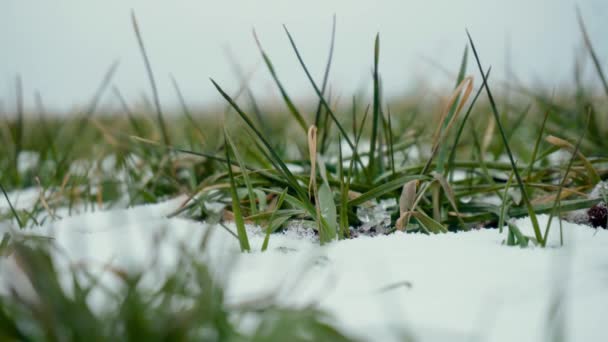 Snöflingor som faller i fält av vete eller korn på vintern på mark täckt av snö — Stockvideo